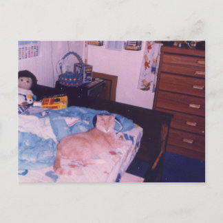 Mellow cat on a bed postcard