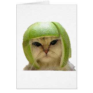 melon cat