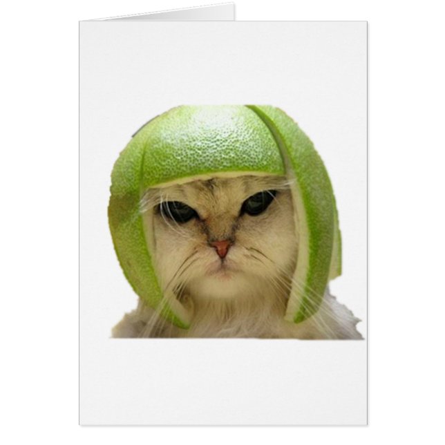 melon cat (Front)