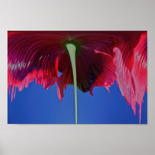Melting flower poster