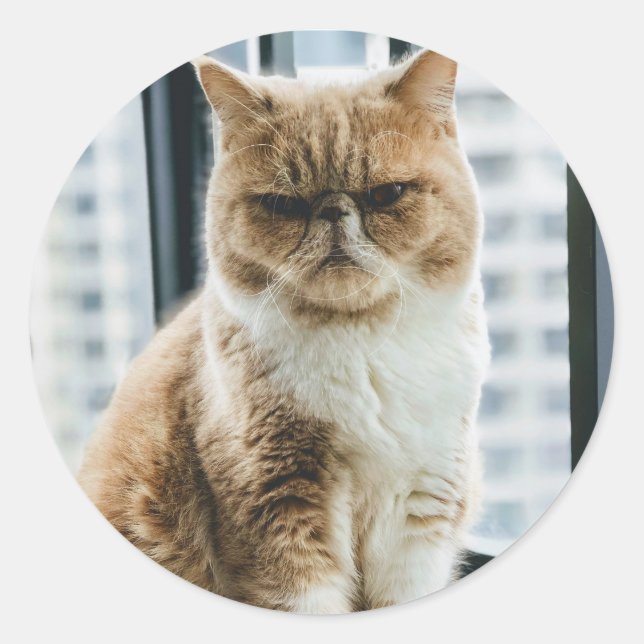 Meme Cat Classic Round Sticker (Front)