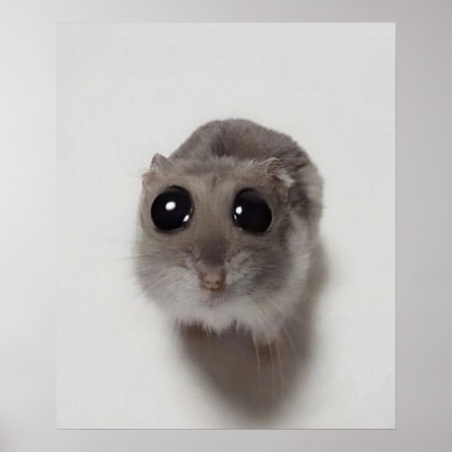 meme, hamster, hamster meme, sad hamster, funny poster (Front)