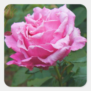 Memorial Day Rose #2 Stickers
