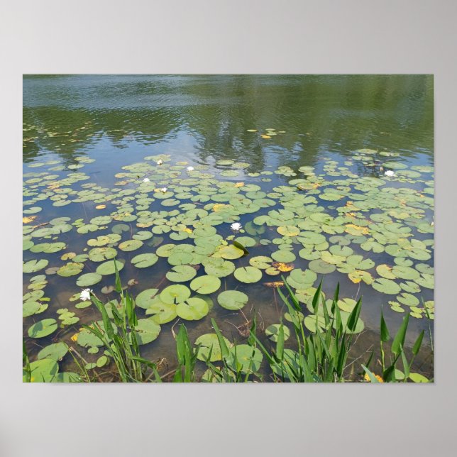 Memorial Park Wetlands Poster (Front)