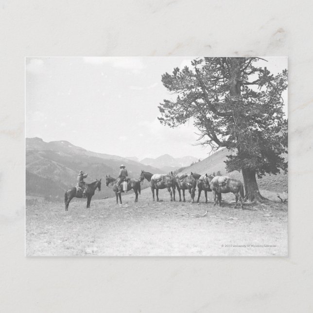 Men with packhorses looking over a hill postcard (Front)