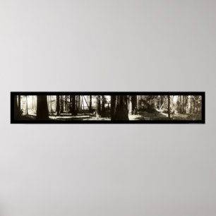 Mendocino, CA Redwoods Lumberjacks Photo 1911. Poster