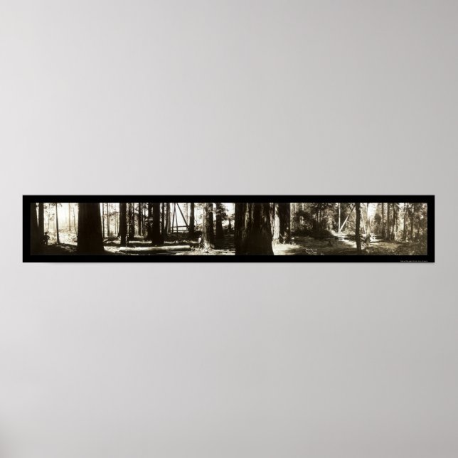 Mendocino, CA Redwoods Lumberjacks Photo 1911. Poster (Front)