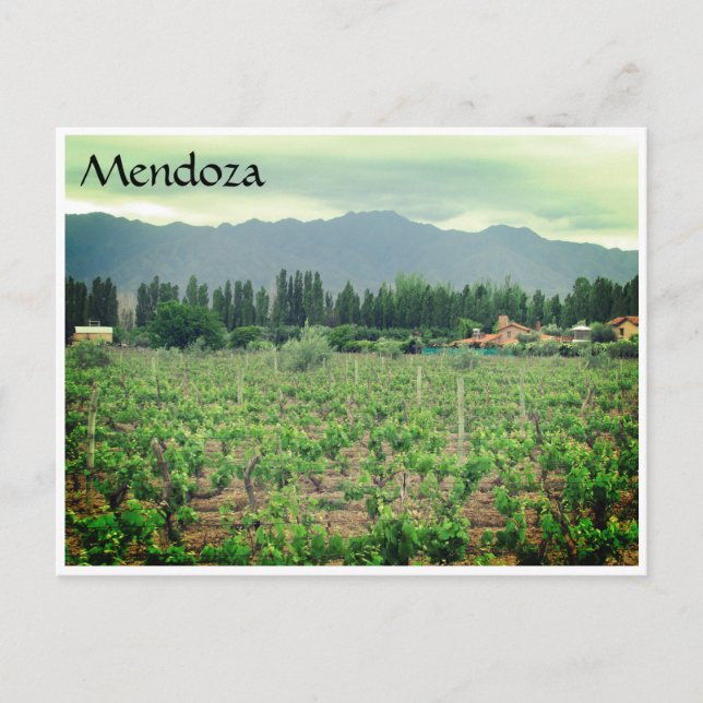 mendoza andes vineyard postcard (Front)