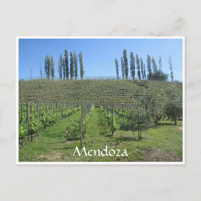 mendoza hill postcard (Front)