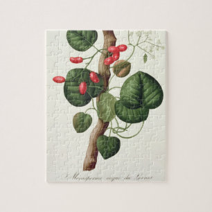 Menispermum from 'Phytographie Medicale' by Joseph Jigsaw Puzzle