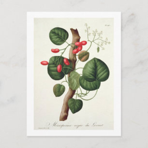 Menispermum from 'Phytographie Medicale' by Joseph Postcard