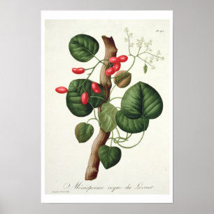 Menispermum from 'Phytographie Medicale' by Joseph Poster