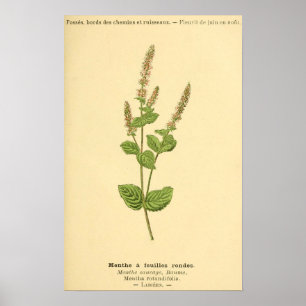 Menthe, Mint Plant Print