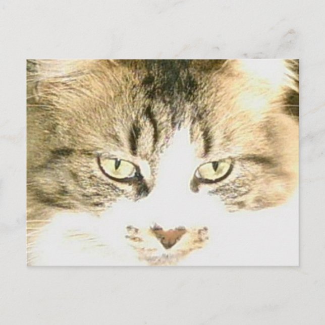 Meow Cats 14 Postcard (Front)