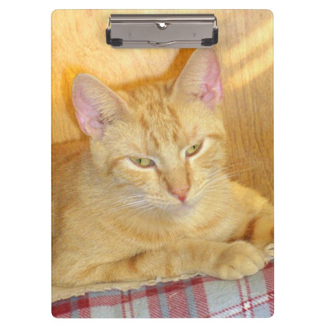 Meow Cats 15 Clip Board (Front)