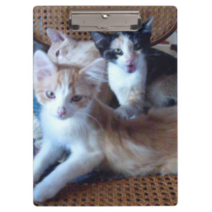 Meow Cats 21 Clipboard
