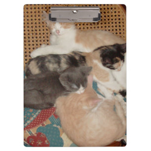 Meow Cats 29 Clipboard