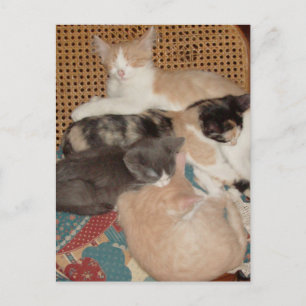 Meow Cats 29 Postcard