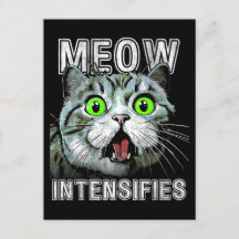 Meow Intensifies Funny Scottish Fold Cat