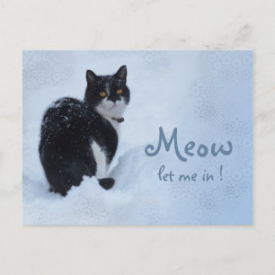 Meow Let me in! CC0826 Cat thoughts Postcard
