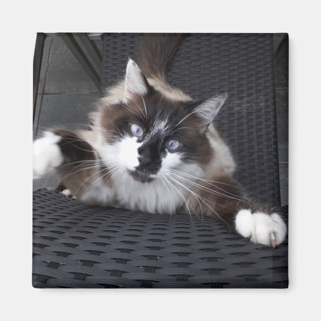 Meow! - magnet (Front)