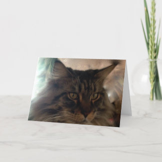 Meow Maine Coon Note Card