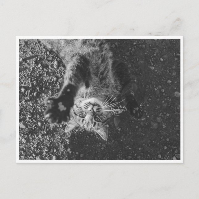 Meow Postcard (Front)