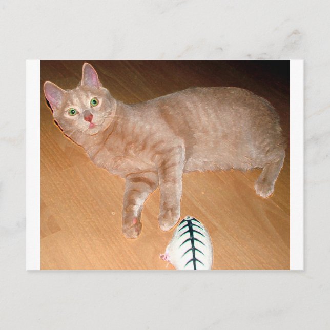 MEOW POSTCARD (Front)