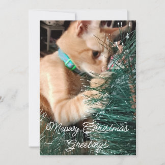 Meowy Christmas Greetings , Cat, Photo And Text, Holiday Card