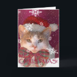 Meowy Christmas! Holiday Card<br><div class="desc">Meowy Christmas!  A delightfully whimsical holiday greeting card.    Featuring an adorably sweet photo of a festive Santa cat in falling snow,  with unique  pawprint snowflakes.  The "purrfect" Christmas card for cat lovers everywhere.</div>