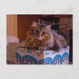 Meowy Christmas Kitty in a Gift Box Holiday Postcard