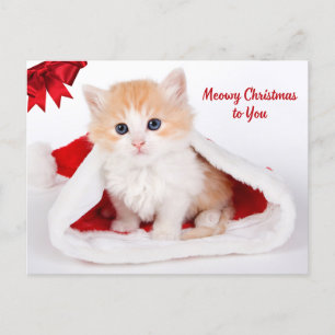 Meowy Christmas to You Cute Cat in Santa Hat Holiday Postcard