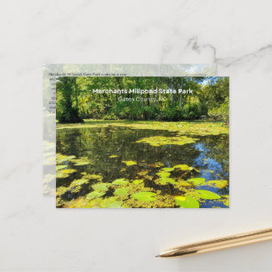 Merchants Millpond State Park, NC Postcard