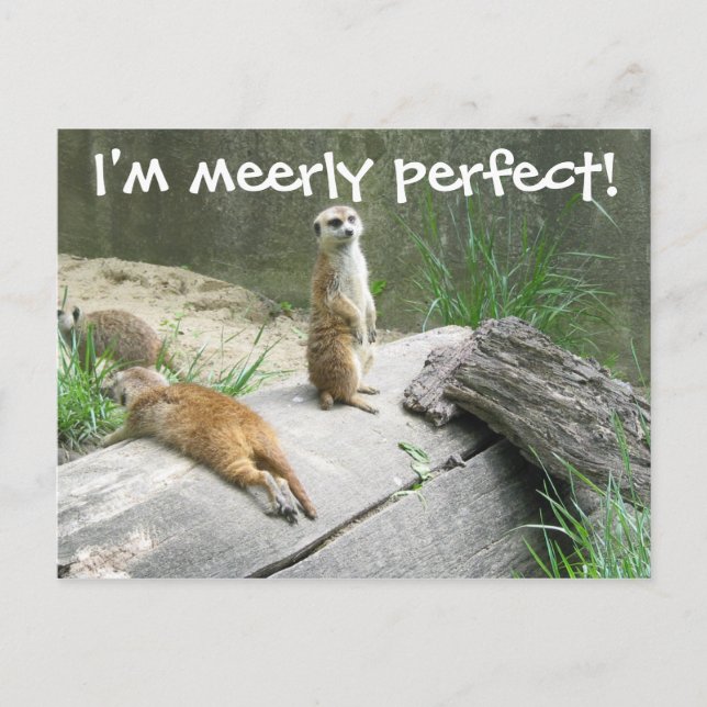 Merely Perfect Meerkat Postcard (Front)