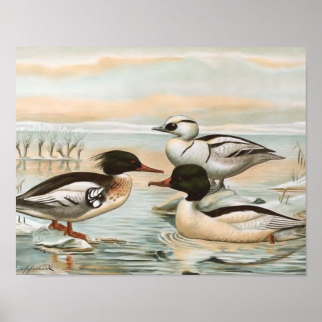 Mergansers Vintage Bird Illustration Poster (Front)