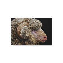Merino sheep art