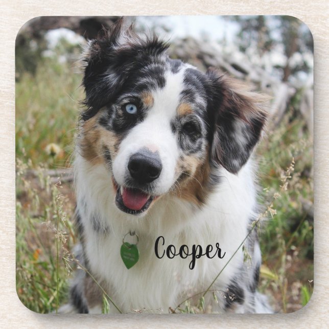 Merle Australian Shepherd Puppy Coaster (Front)