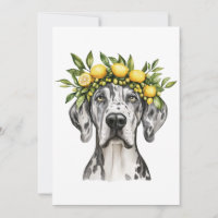 Merle Great Dane Dog Lemon Crown