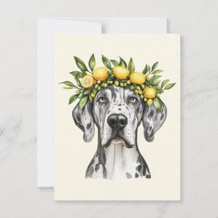 Merle Great Dane Dog Lemon Crown Postcard
