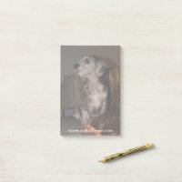 Merle Great Dane