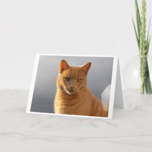 Merlin and the orb holiday card