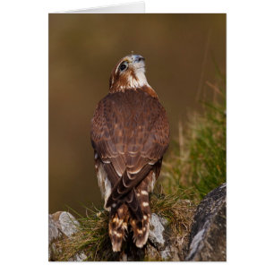 Merlin Falcon