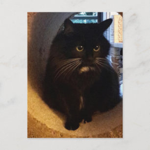 Merlin in the Tunnel Postcard