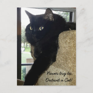 Merlin the Cat Quote Postcard