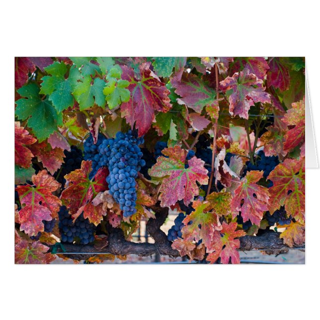 Merlot Grapes (Front Horizontal)