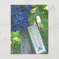 Merlot grapes at Chateau la Grave Figeac, a