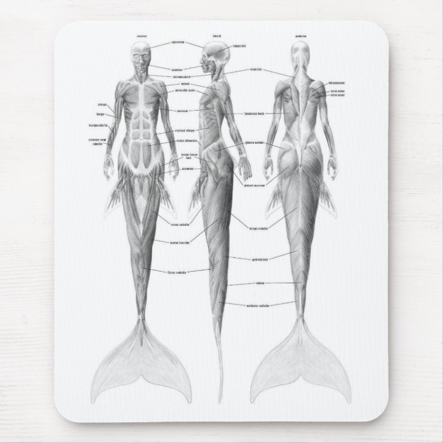 MERMAID ANATOMY MOUSE MAT (Front)