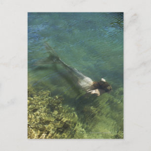 Mermaid swimming underwater postcard