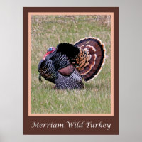 Merriam Wild Turkey Poster