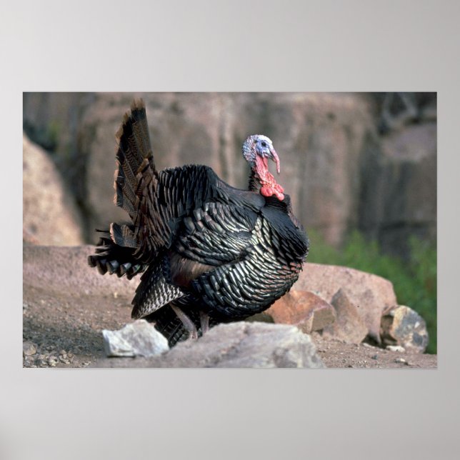 Merriams wild turkey, gobbler strutting poster (Front)